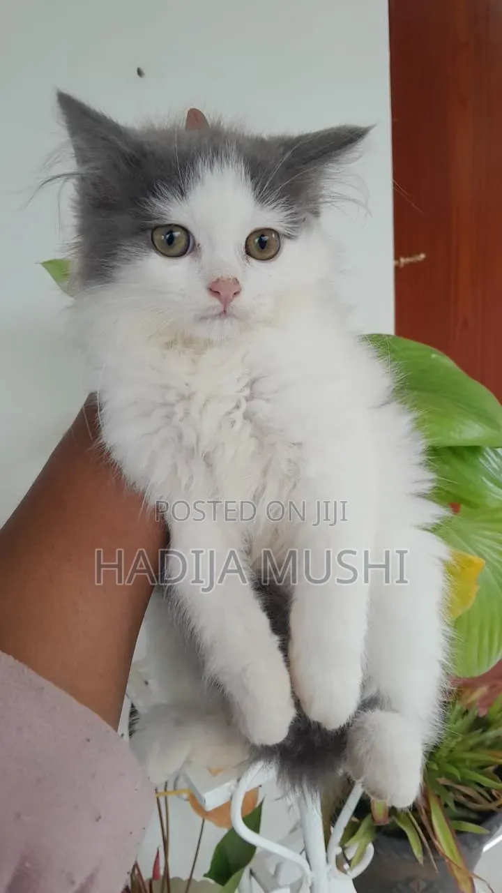 1-3 months Male Mixed Breed Persian