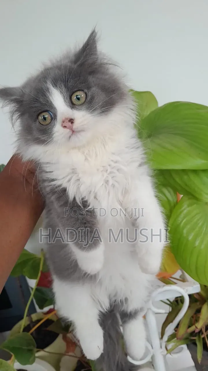 1-3 months Male Mixed Breed Persian