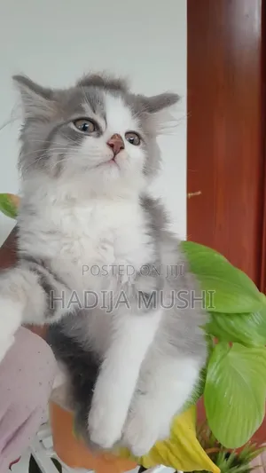 1-3 months Male Mixed Breed Persian