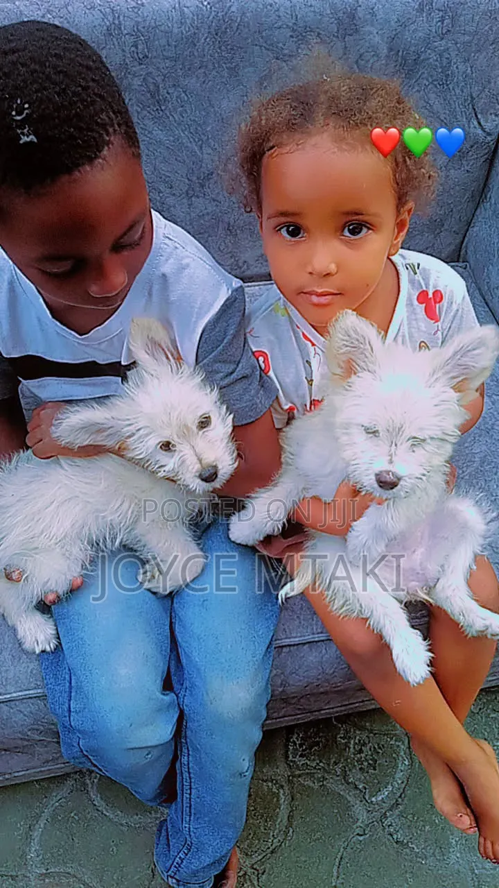 0-1 month Female Mixed Breed Maltese
