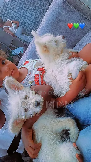 0-1 month Female Mixed Breed Maltese