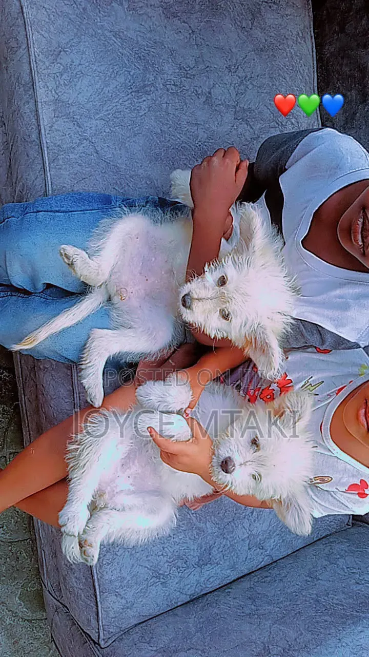 0-1 month Female Mixed Breed Maltese