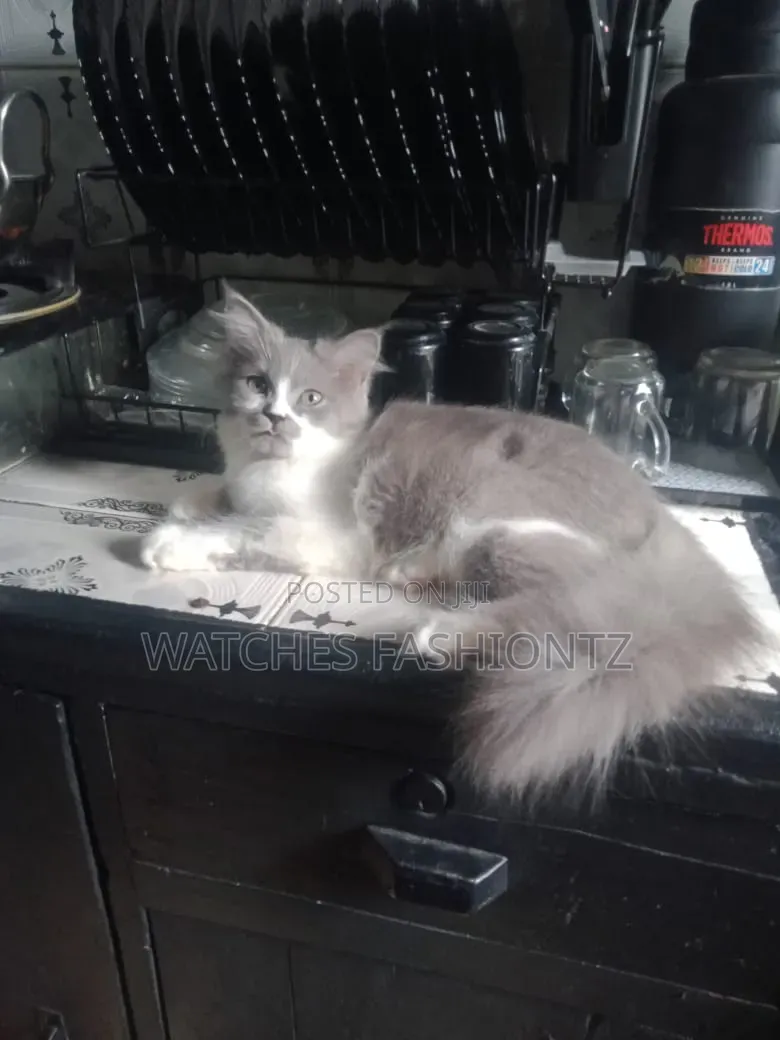 1-3 months Male Purebred Turkish Angora