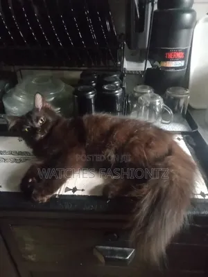 3-6 months Male Purebred Turkish Angora