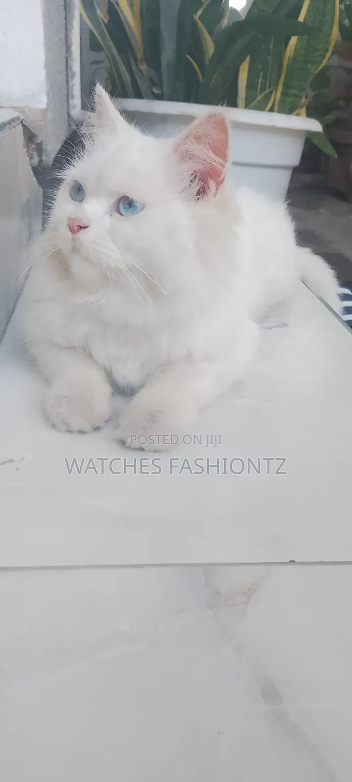 6-12 months Female Purebred Persian