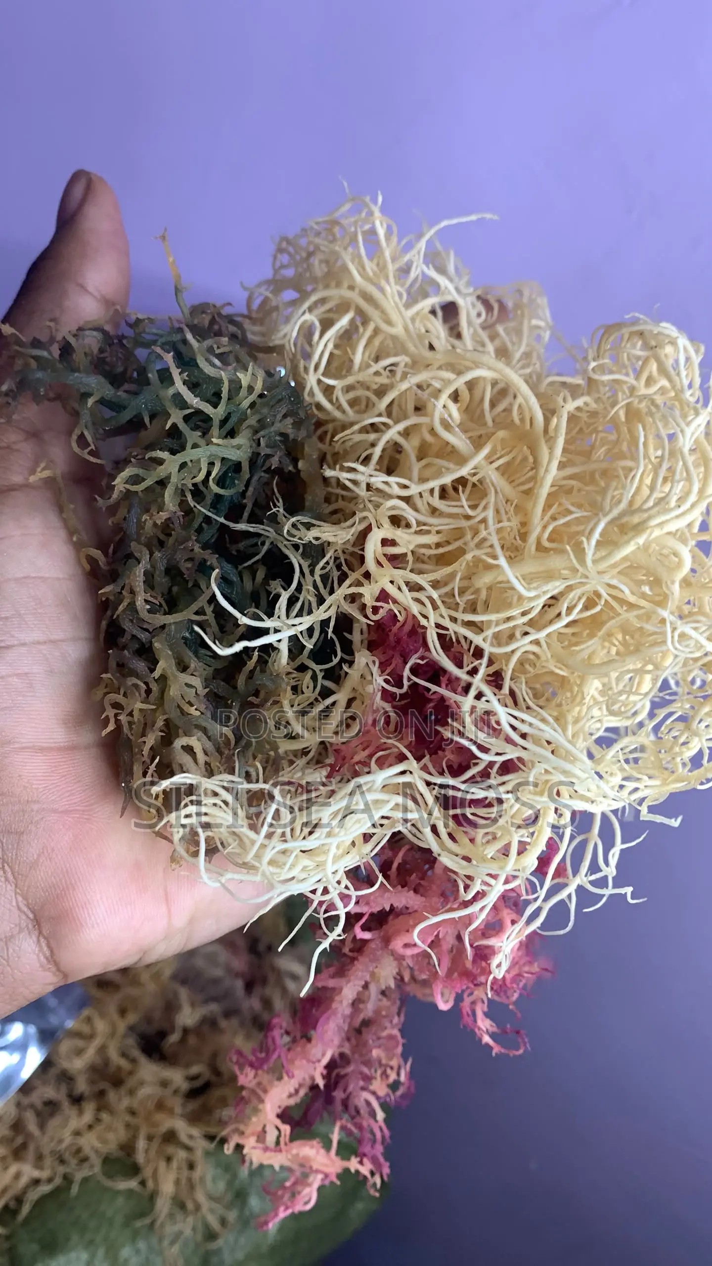 Sea Moss