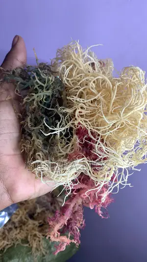 Sea Moss
