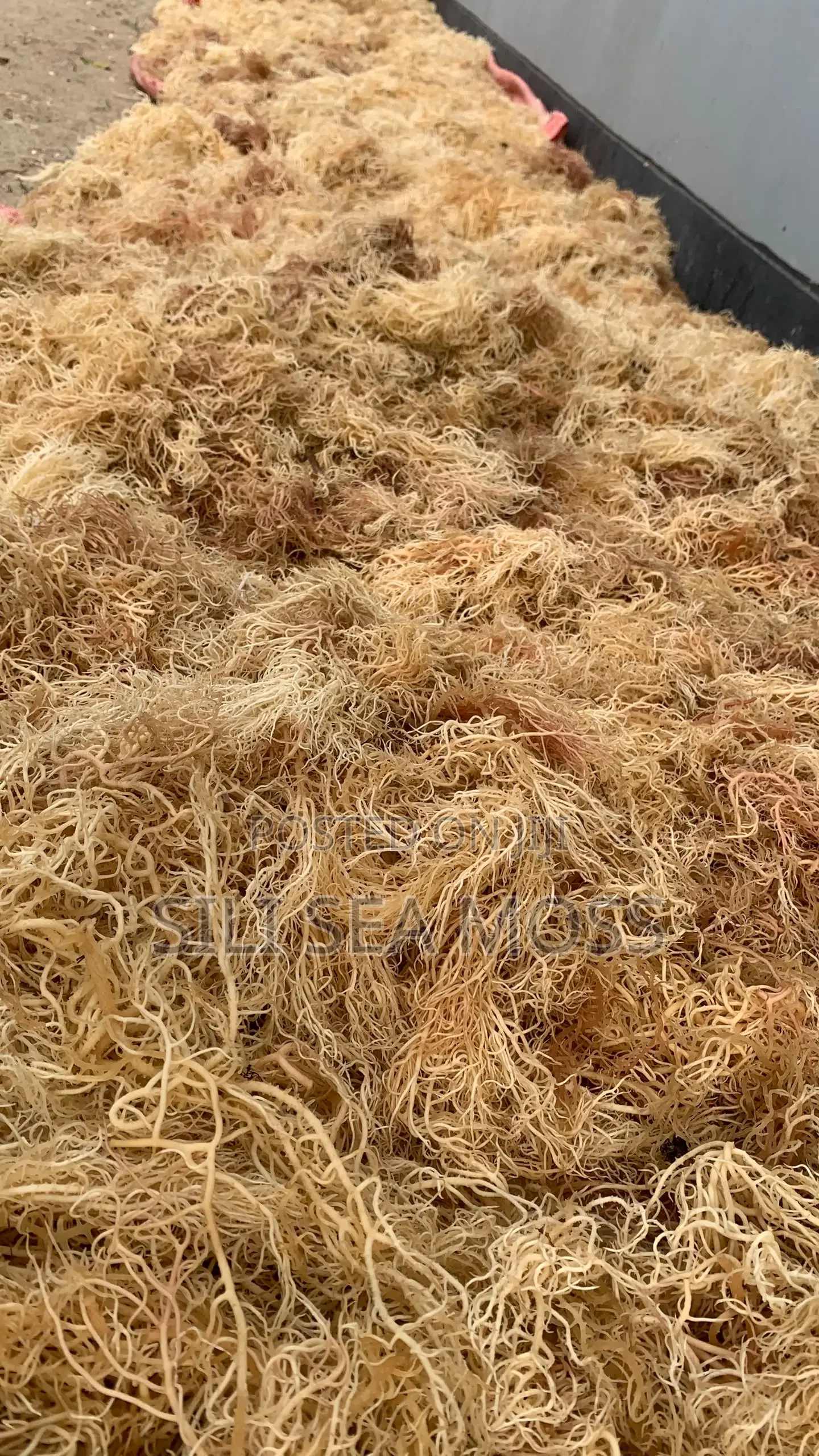 Sea Moss