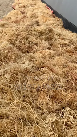 Sea Moss