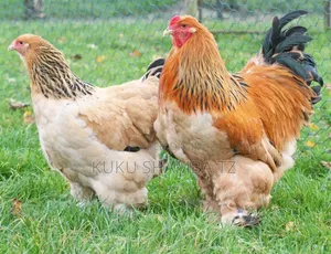 Brahma Giant