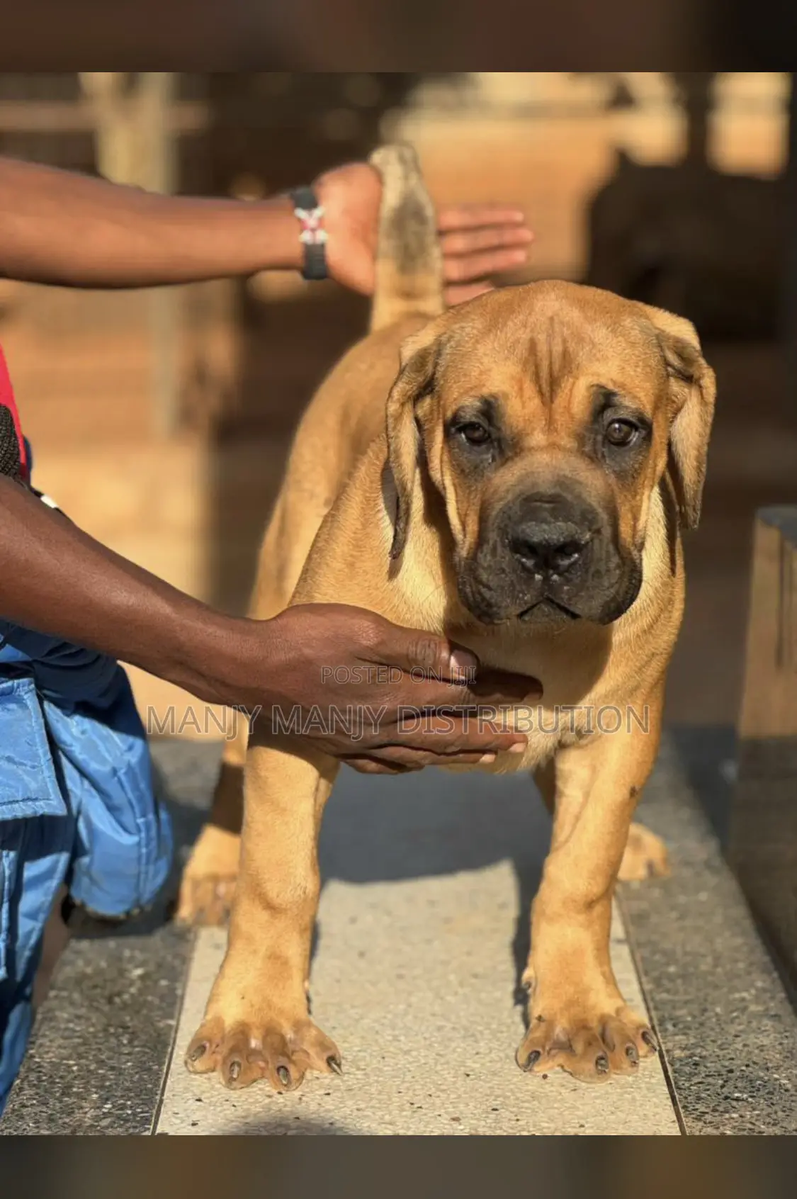 1+ year Male Purebred Boerboel