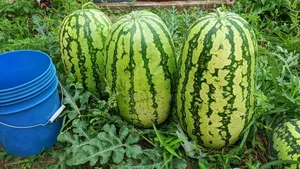 Supergro Fertilizer
