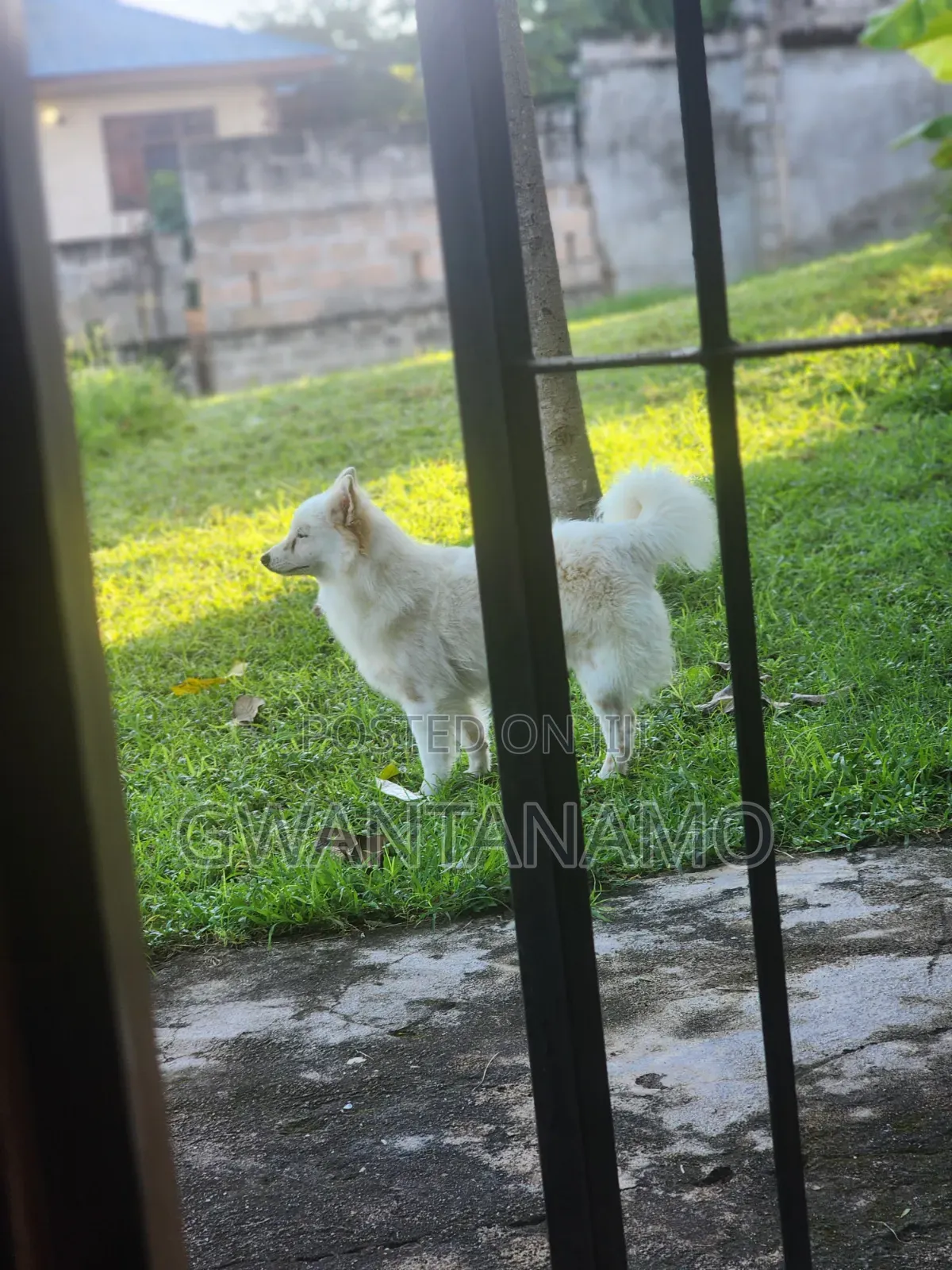 6-12 months Male Mixed Breed Maltese