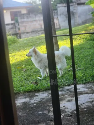 6-12 months Male Mixed Breed Maltese