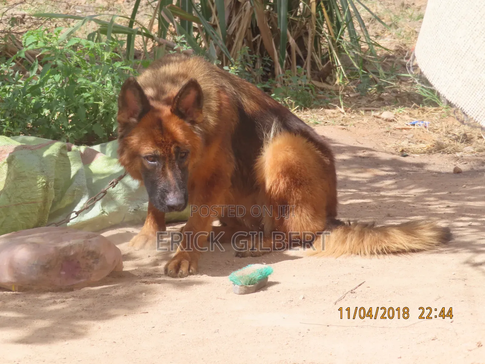 6-12 months Female Purebred German Shepherd