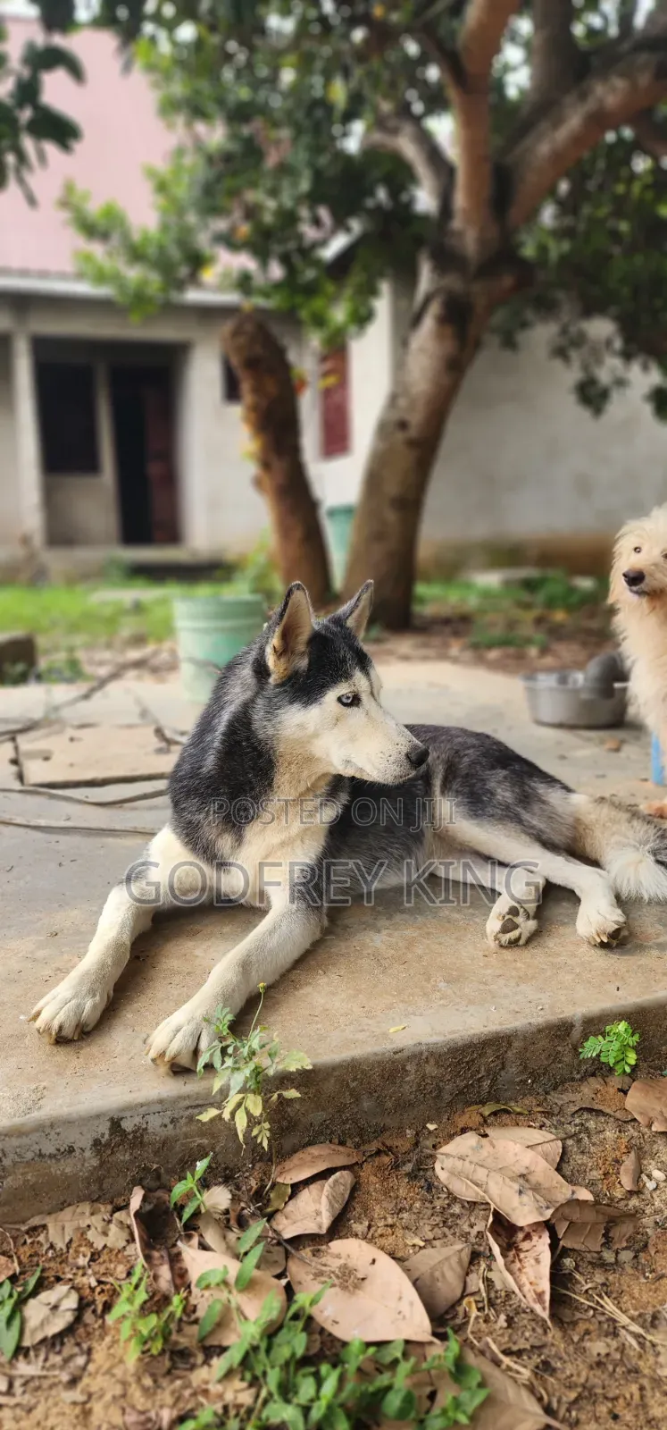 1+ year Female Purebred Siberian Husky