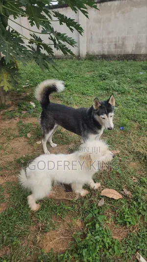 1+ year Female Purebred Siberian Husky