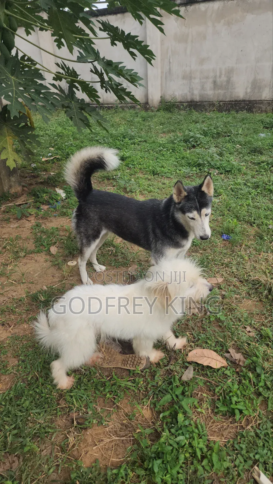 1+ year Female Purebred Siberian Husky