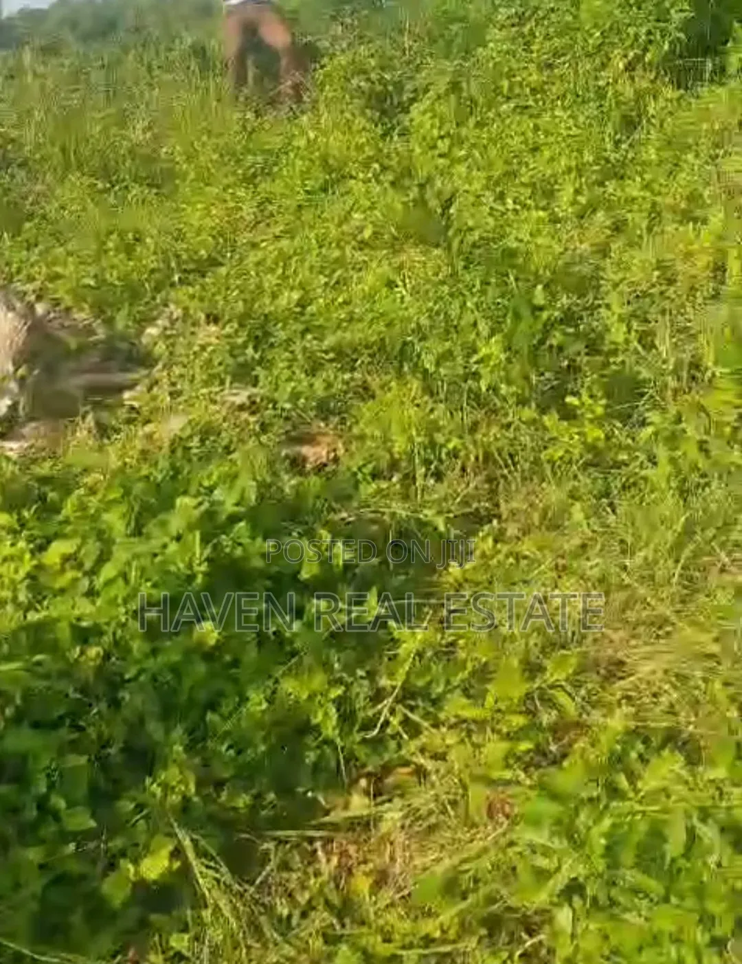 Beach Plot for Sale at Zanzibar