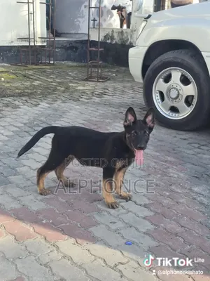 1-3 months Male Purebred German Shepherd