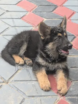 1-3 months Male Purebred German Shepherd