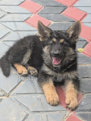 1-3 months Male Purebred German Shepherd