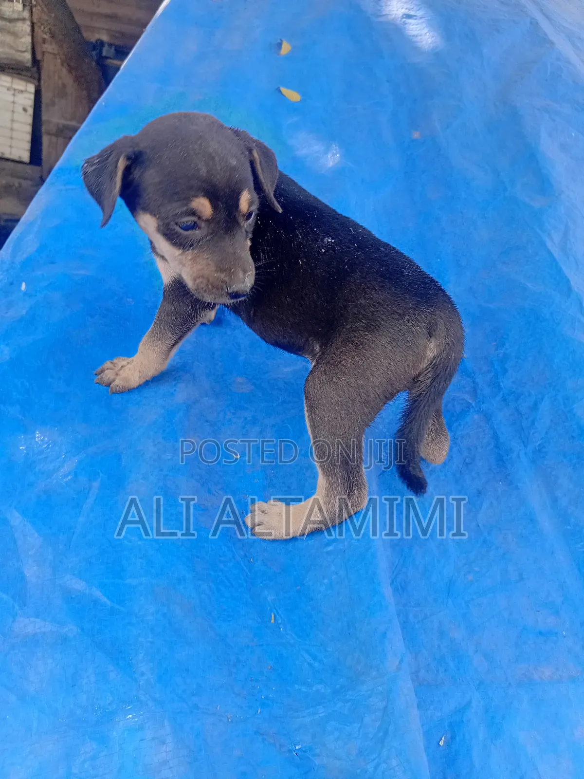1-3 months Male Mixed Breed Rottweiler