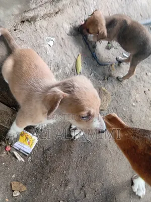 1-3 months Male Mixed Breed Rottweiler