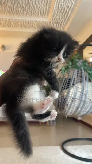 1-3 months Female Purebred Persian