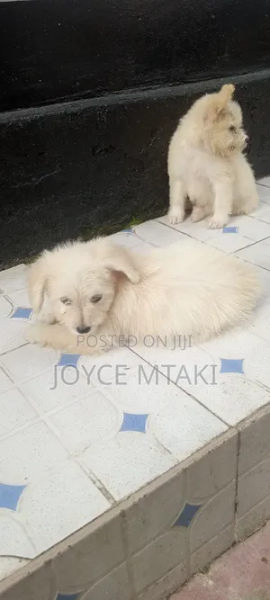 1-3 months Female Mixed Breed Maltese
