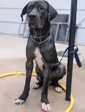 1+ year Male Purebred Great Dane