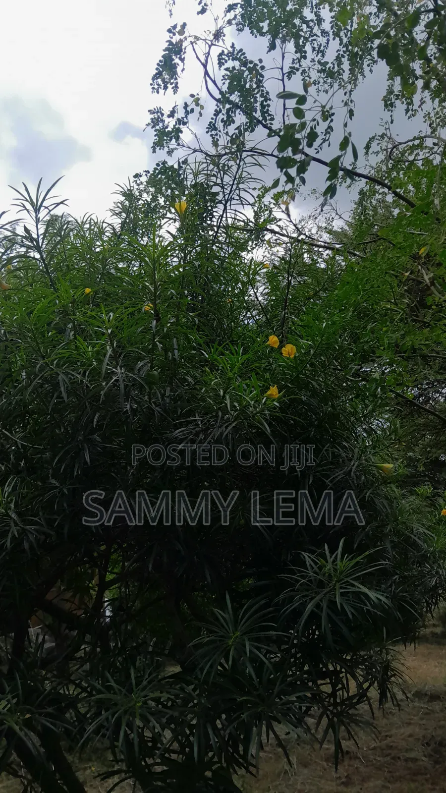 5bdrm Farm House in Sammy Saidy Real, Mateves for sale