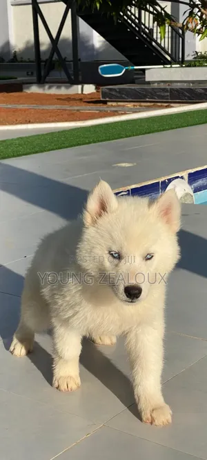 3-6 months Male Purebred Siberian Husky