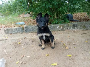 1-3 months Female Purebred German Shepherd