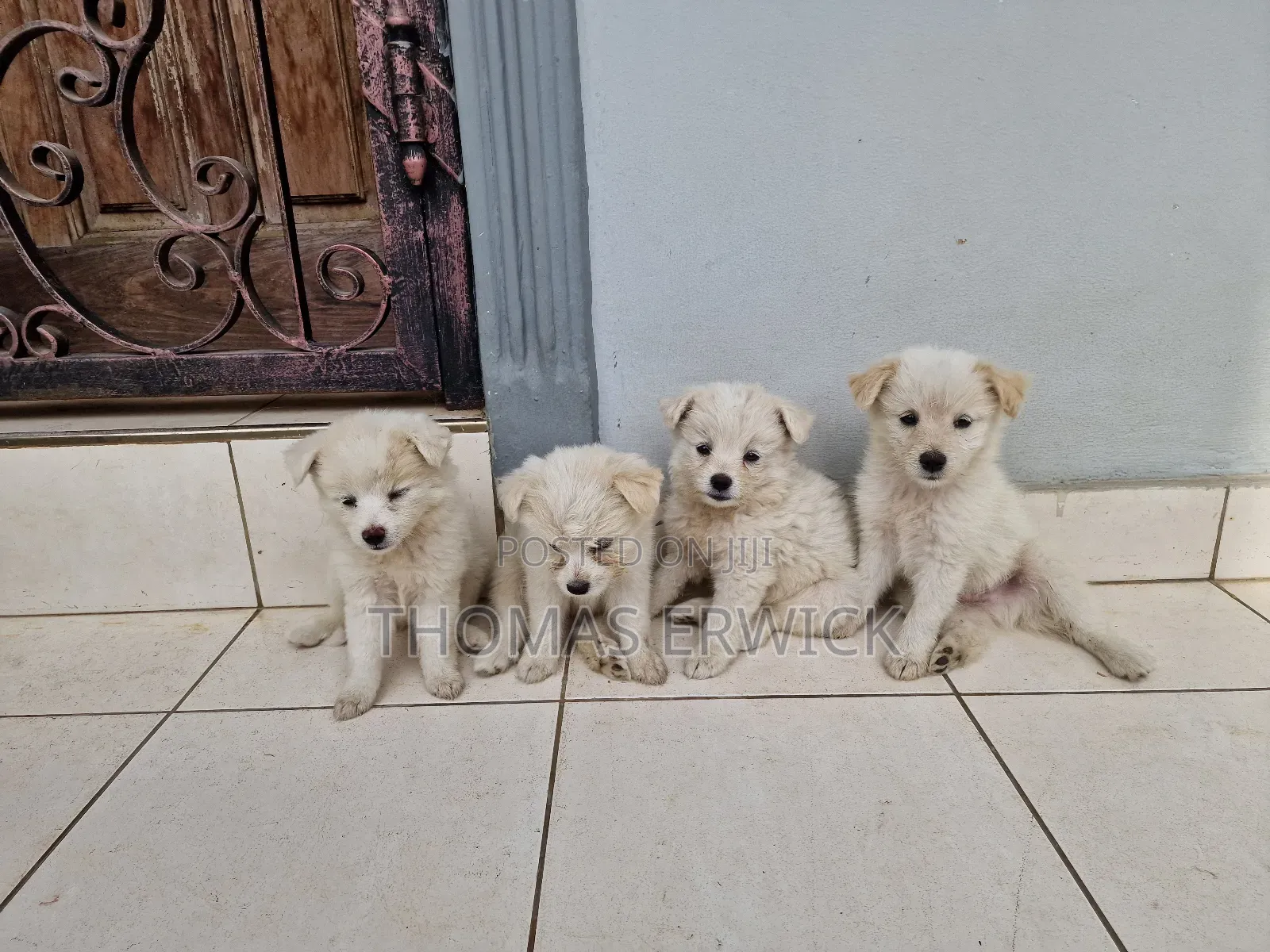 1-3 months Female Purebred Shih Tzu
