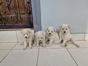 1-3 months Female Purebred Shih Tzu