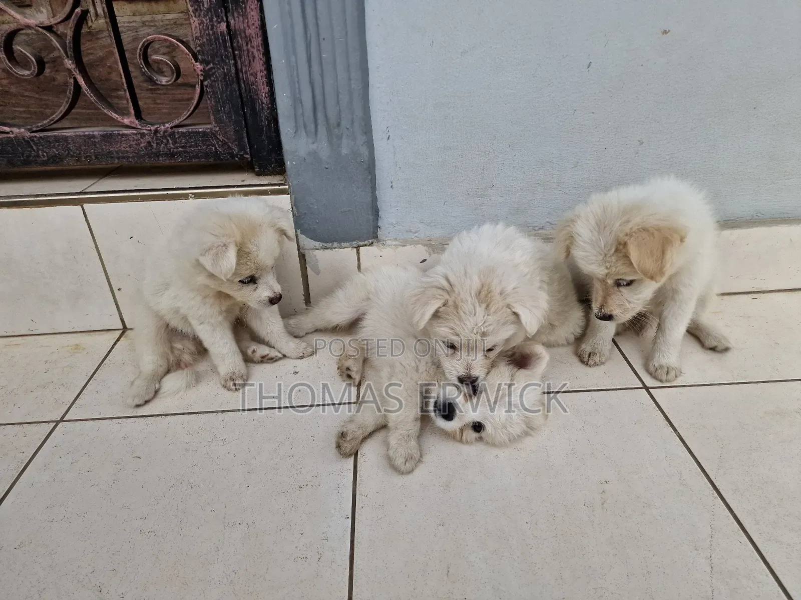 1-3 months Female Purebred Shih Tzu