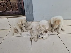 1-3 months Female Purebred Shih Tzu