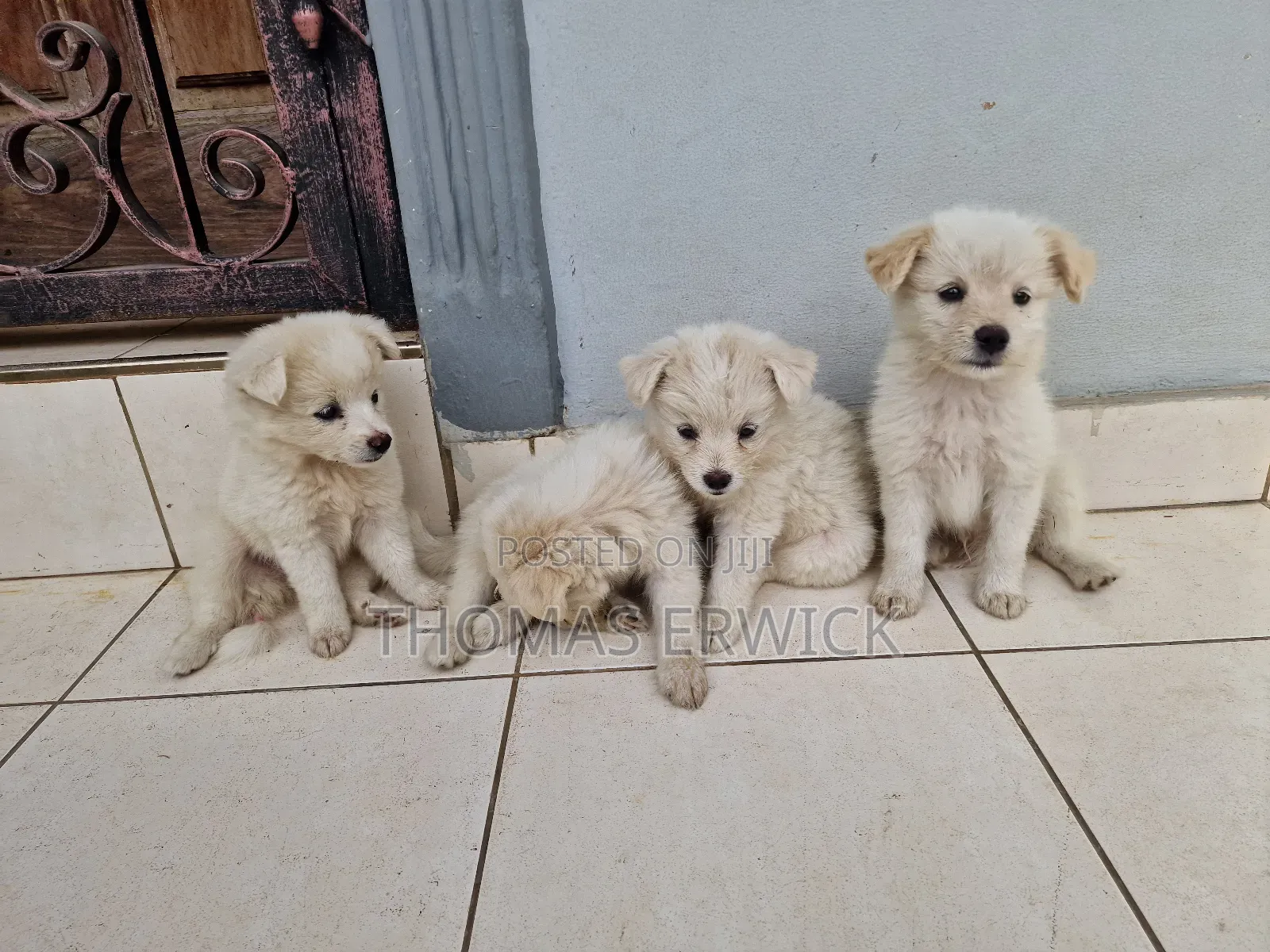 1-3 months Female Purebred Shih Tzu