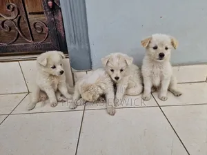 1-3 months Female Purebred Shih Tzu