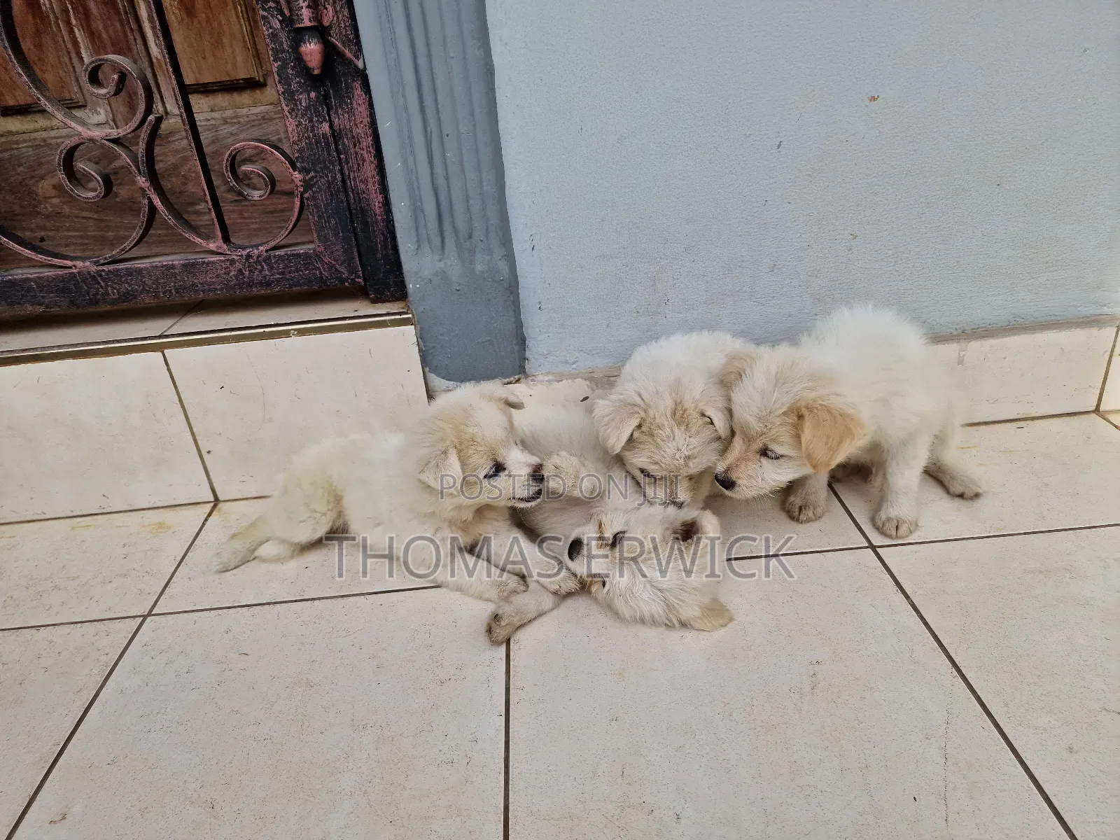 1-3 months Female Purebred Shih Tzu