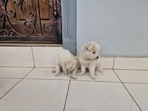 1-3 months Female Purebred Shih Tzu