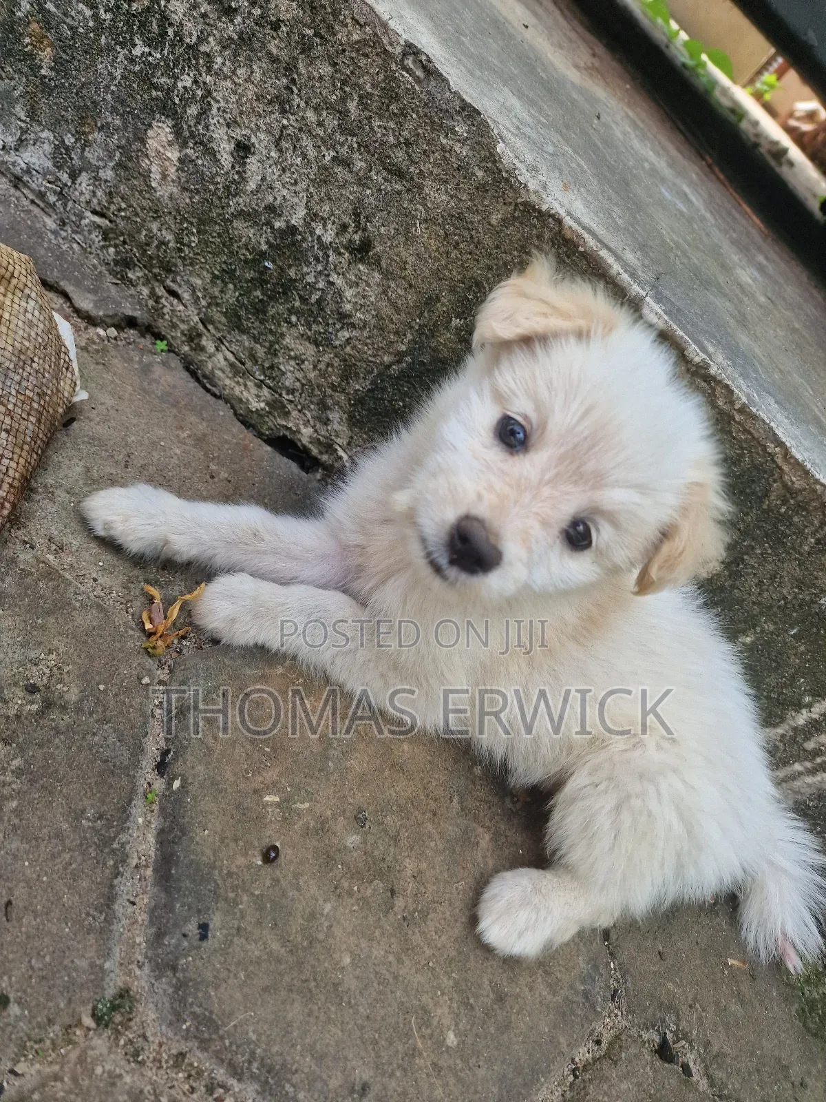 1-3 months Female Purebred Shih Tzu