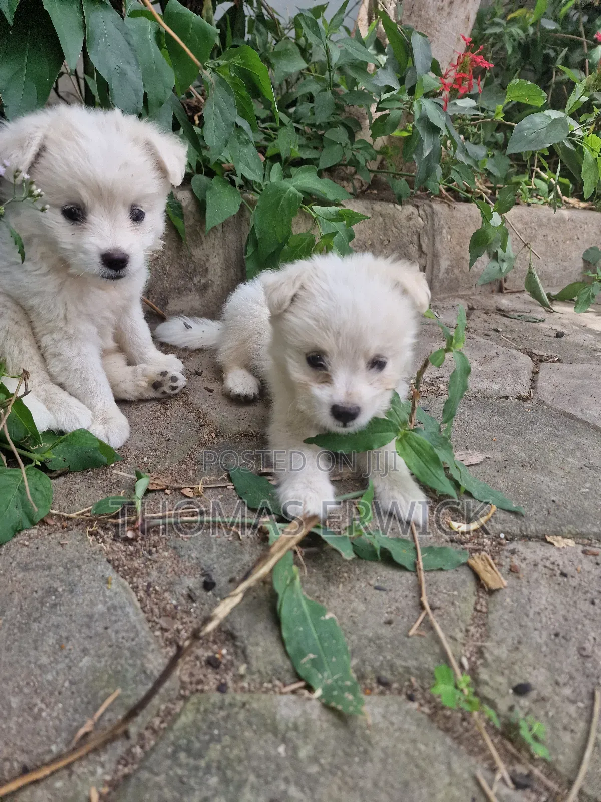 1-3 months Female Purebred Shih Tzu