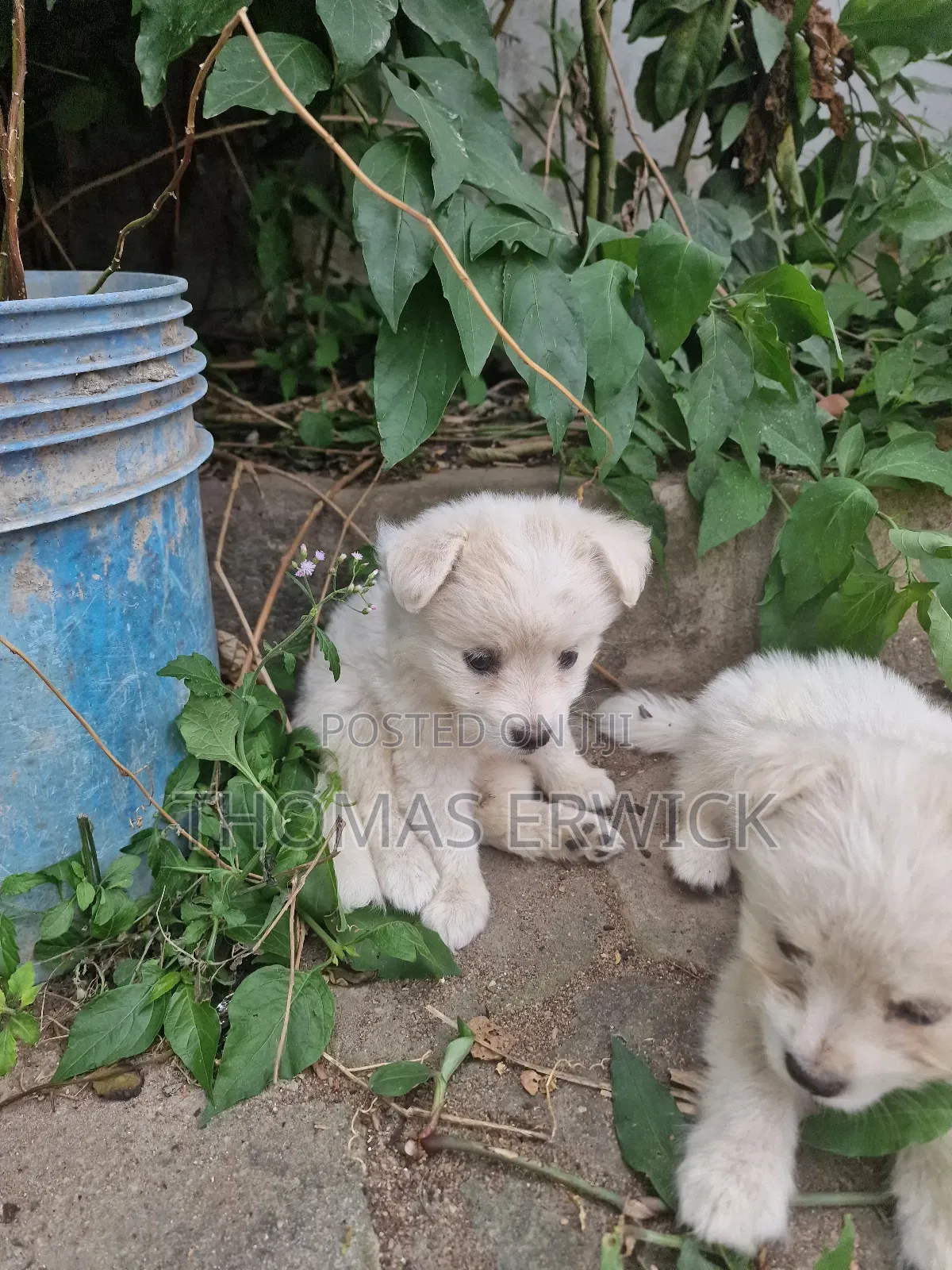 1-3 months Female Purebred Shih Tzu