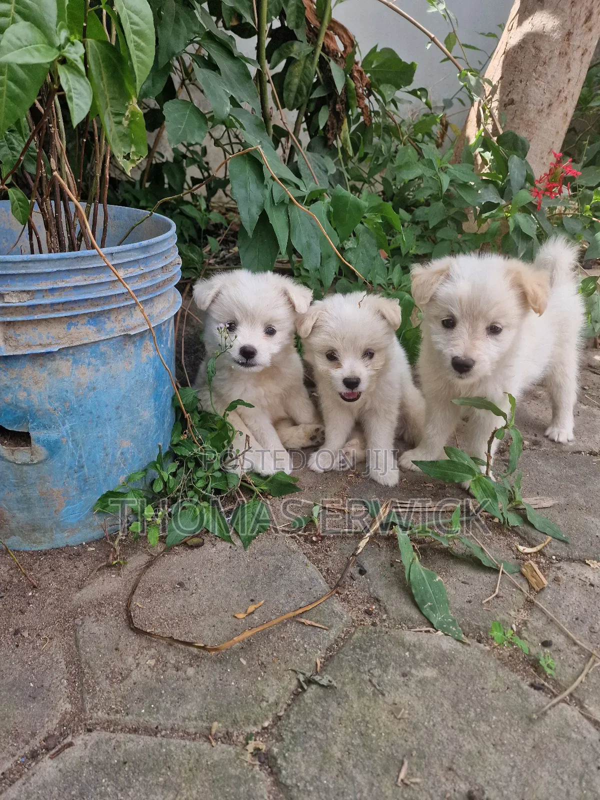 1-3 months Female Purebred Shih Tzu