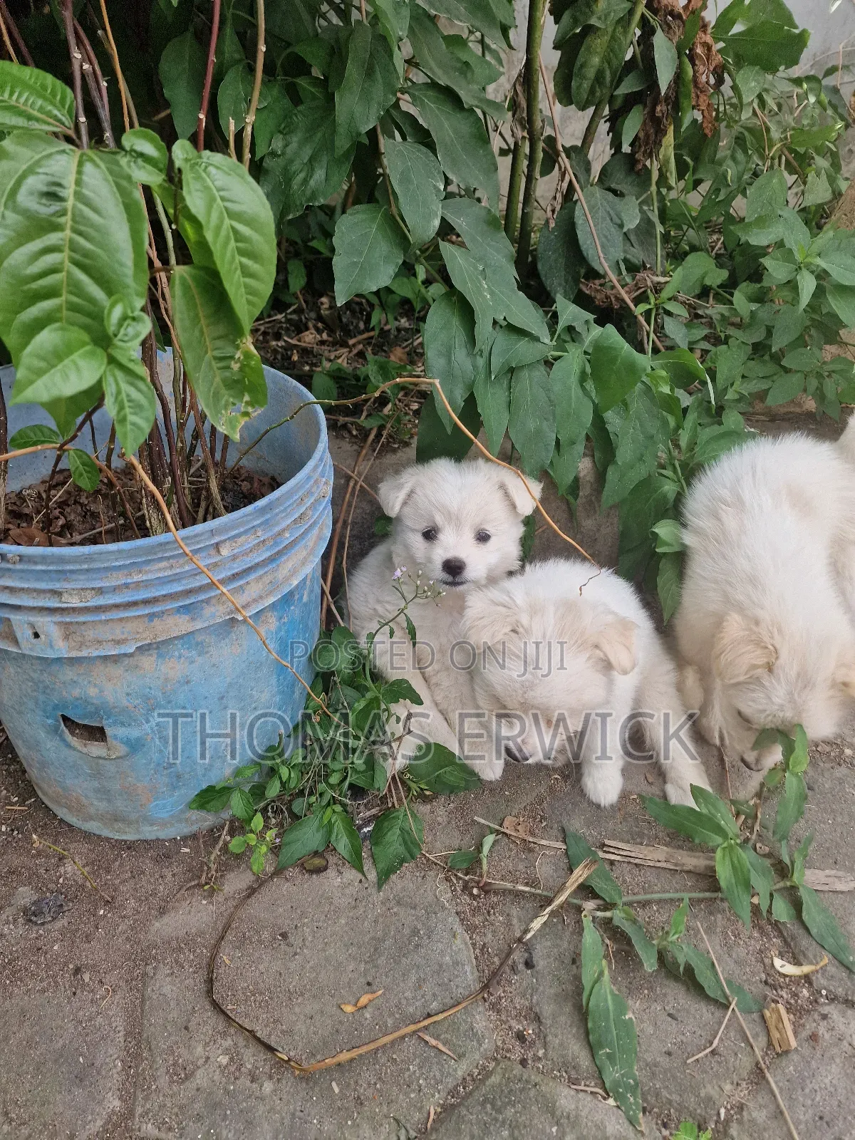 1-3 months Female Purebred Shih Tzu