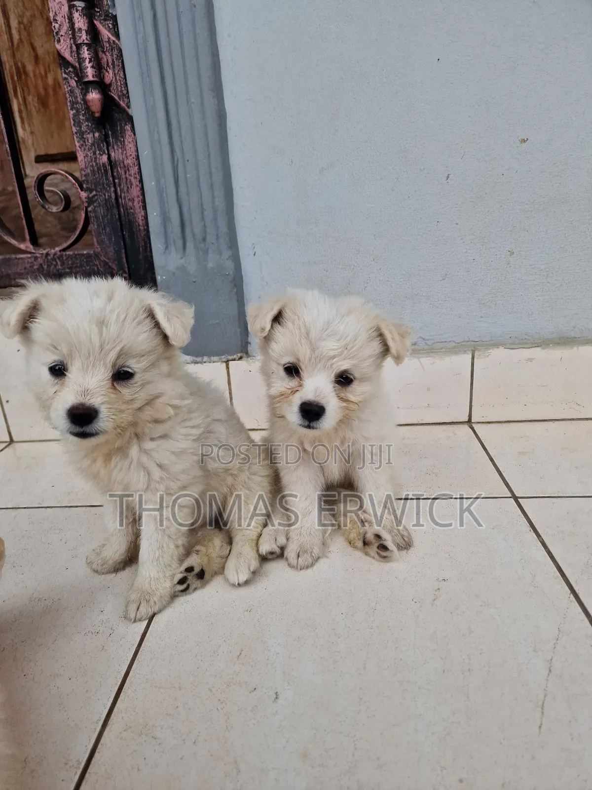 1-3 months Female Purebred Shih Tzu
