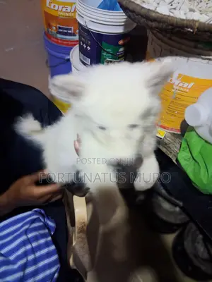 0-1 month Male Purebred Japanese Spitz
