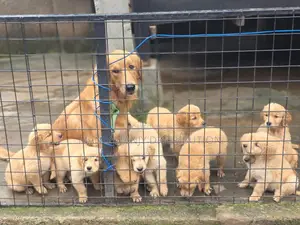 1-3 months Female Purebred Golden Retriever